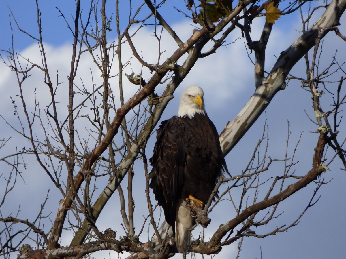 A bald eagle perched among tree branches, photographed by Valerie